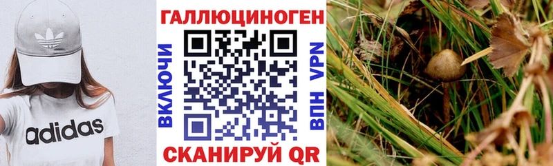 Галлюциногенные грибы Psilocybe  где можно купить наркотик  Краснодар 