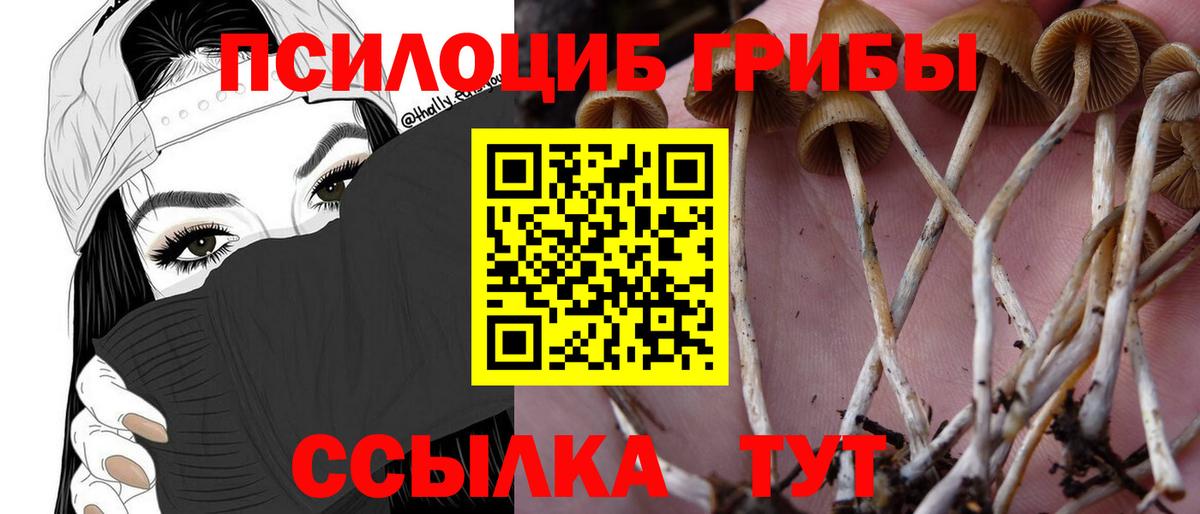 Псилоцибиновые грибы Psilocybine cubensis Краснодар